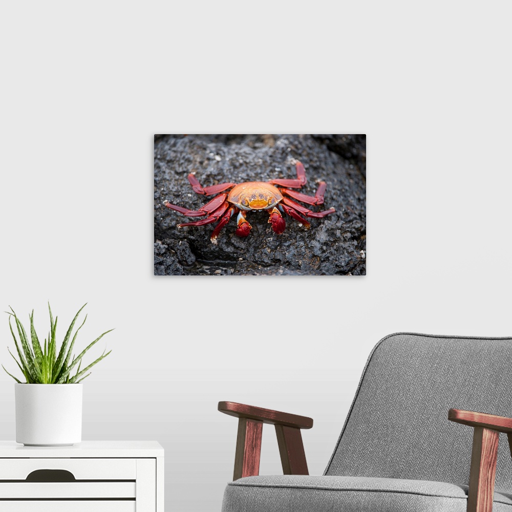 A modern room featuring A red rock crab, Grapsus grapsus, in Galapagos National Park.