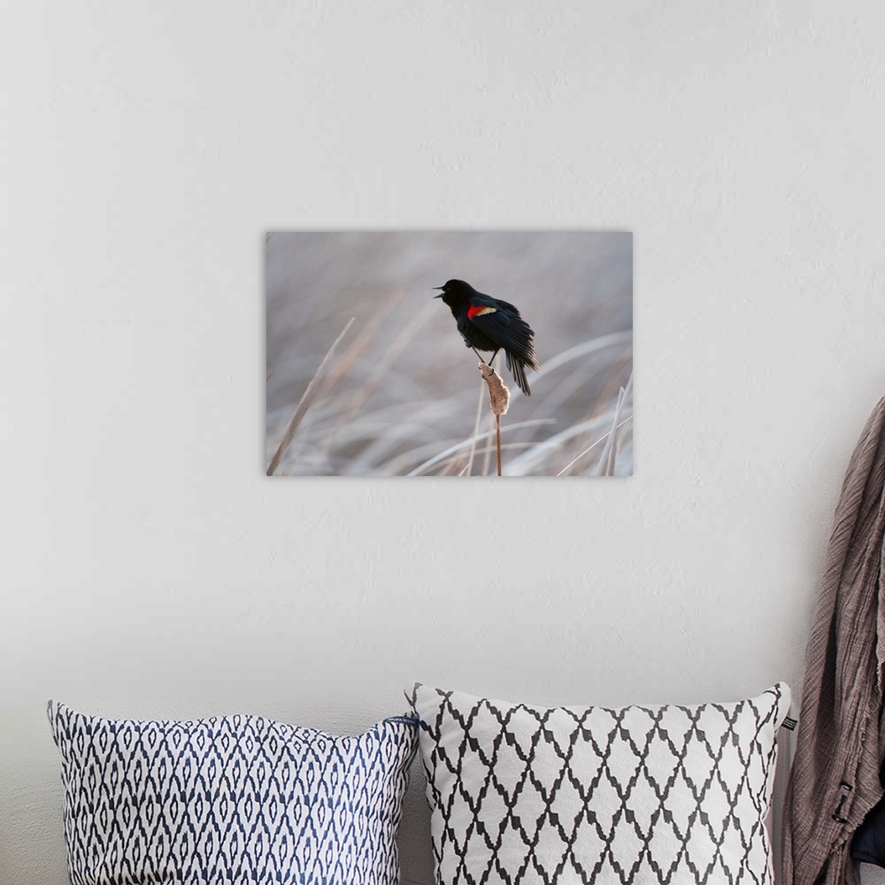 A bohemian room featuring A redwing blackbird, Agelaius phoeniceus, in the Nebraska Sandhills.