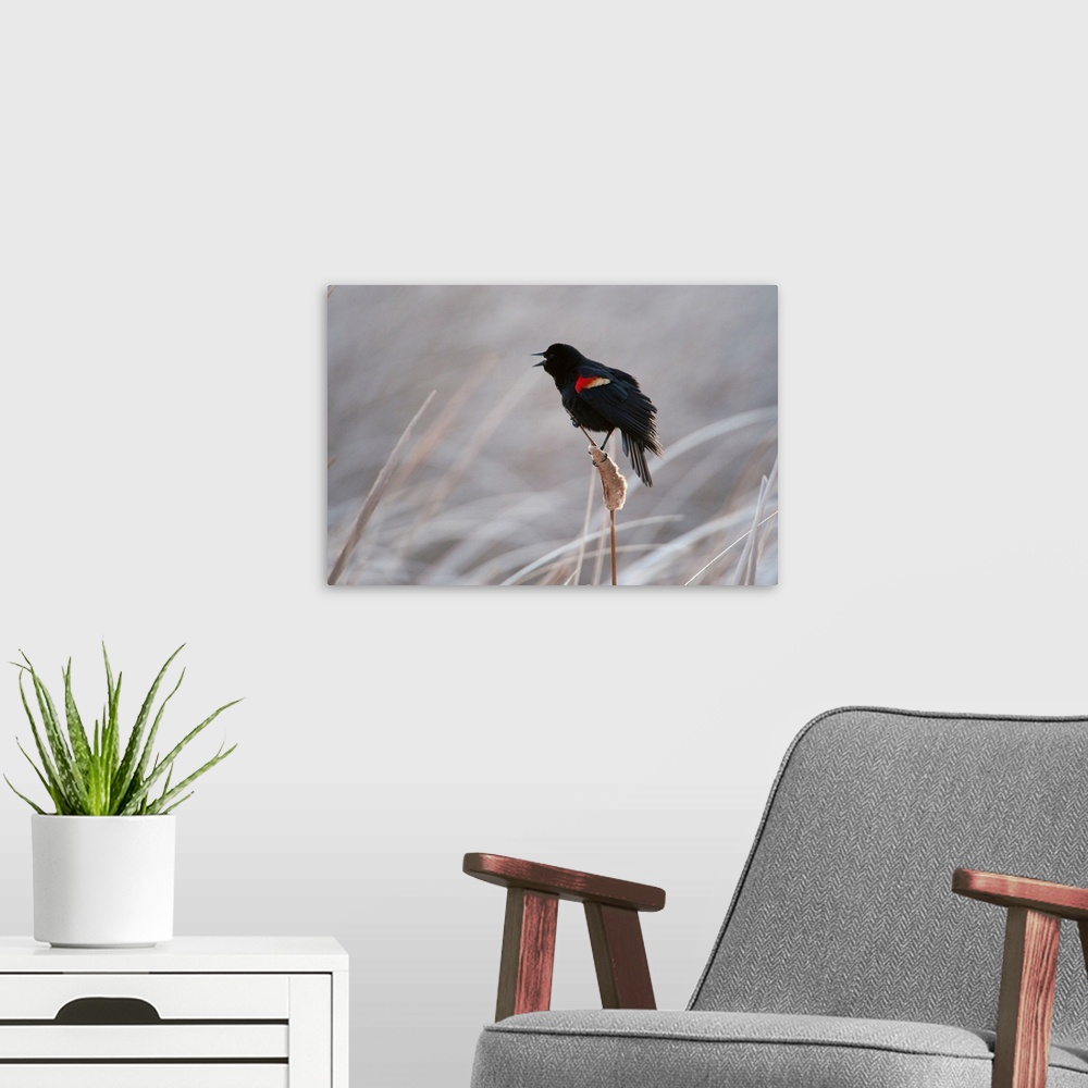 A modern room featuring A redwing blackbird, Agelaius phoeniceus, in the Nebraska Sandhills.