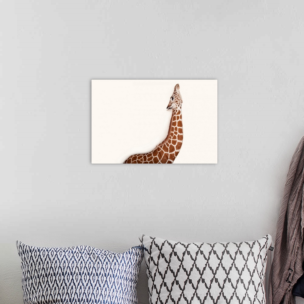 A bohemian room featuring A reticulated giraffe, Giraffa camelopardalis reticulata, at Rolling Hills Wildlife Adventure nea...