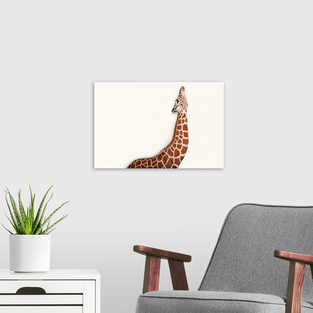 A modern room featuring A reticulated giraffe, Giraffa camelopardalis reticulata, at Rolling Hills Wildlife Adventure nea...