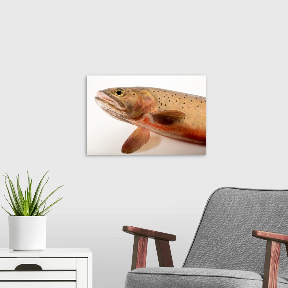 A modern room featuring A Rio Grande cutthroat trout, Oncorhynchus clarkii virginalis, at Seven Springs Fish Hatchery.