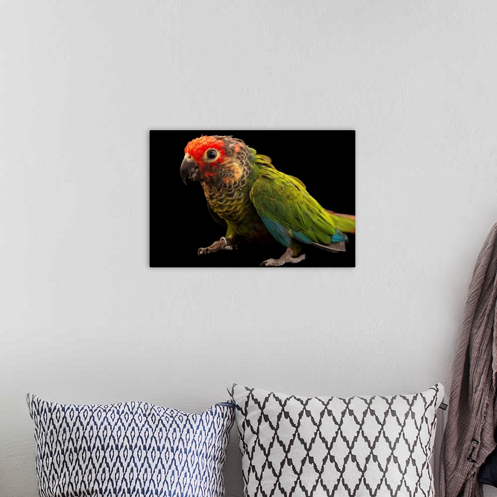 A bohemian room featuring A rose fronted parakeet, Pyrrhura roseifrons parvifrons.