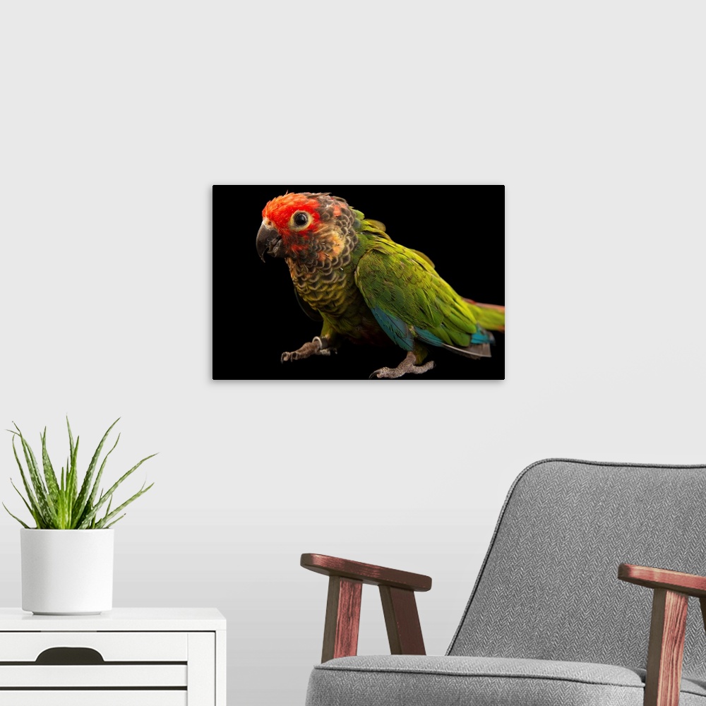 A modern room featuring A rose fronted parakeet, Pyrrhura roseifrons parvifrons.