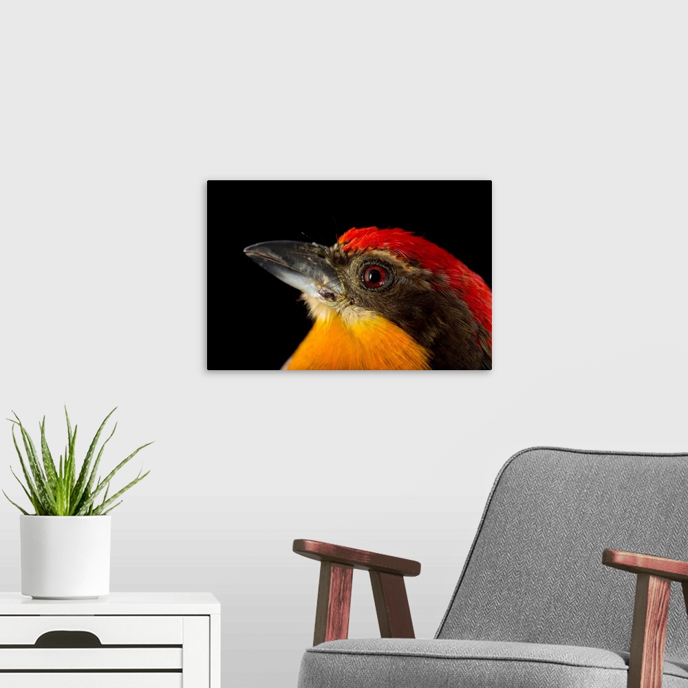 A modern room featuring A scarlet crowned barbet, Capito aurovirens, at the Dallas World Aquarium.