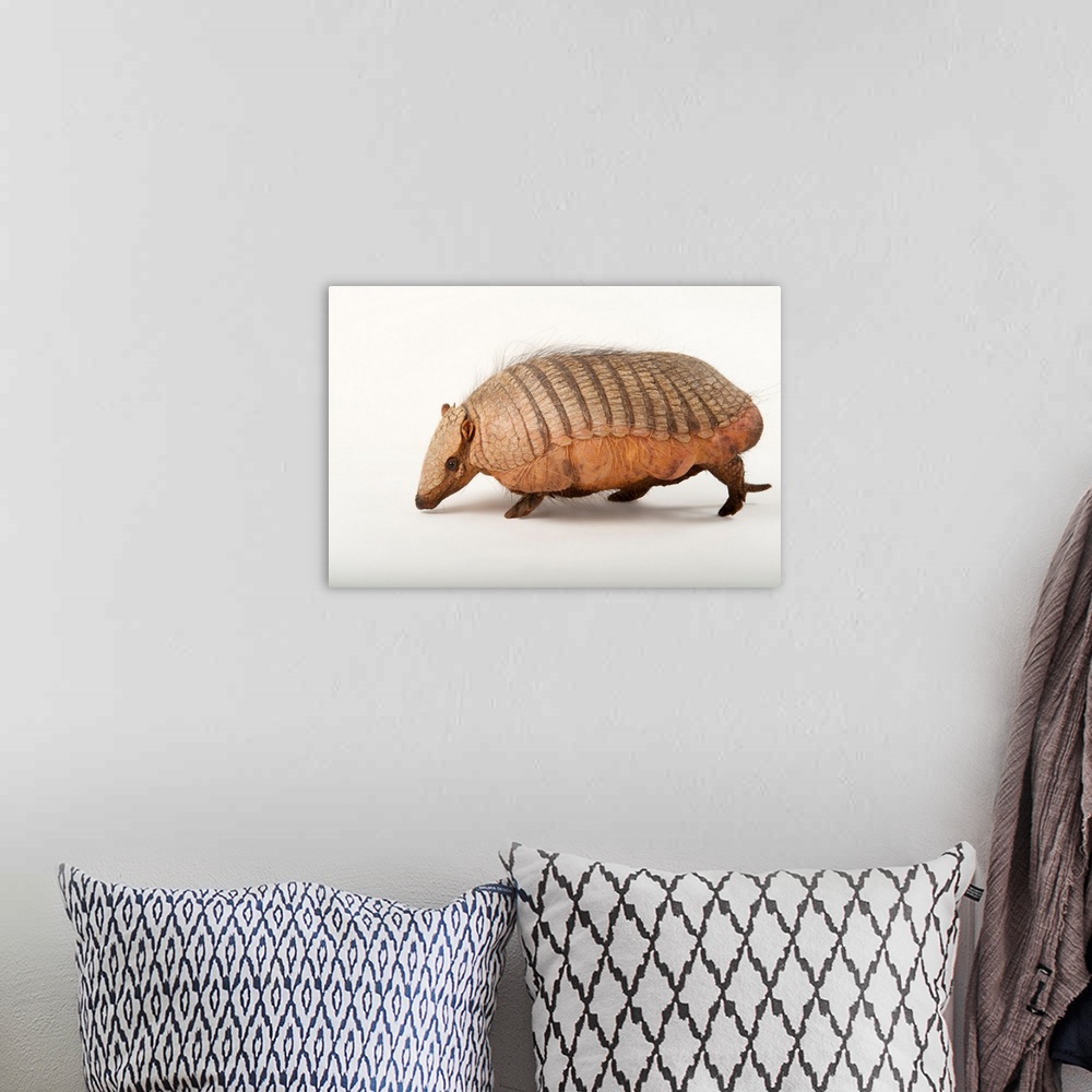 A bohemian room featuring A screaming hairy armadillo, Chaetophractus vellerosus.