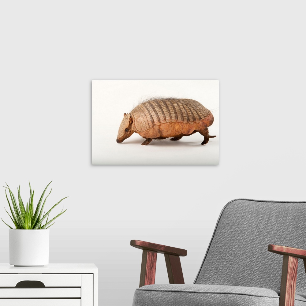 A modern room featuring A screaming hairy armadillo, Chaetophractus vellerosus.