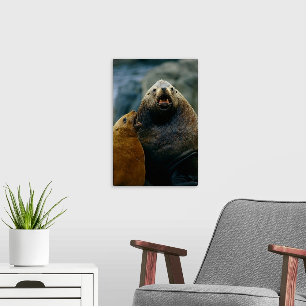 A modern room featuring A sea lion with its cub, Forrester Island National Wildlife Refuge, Alaska