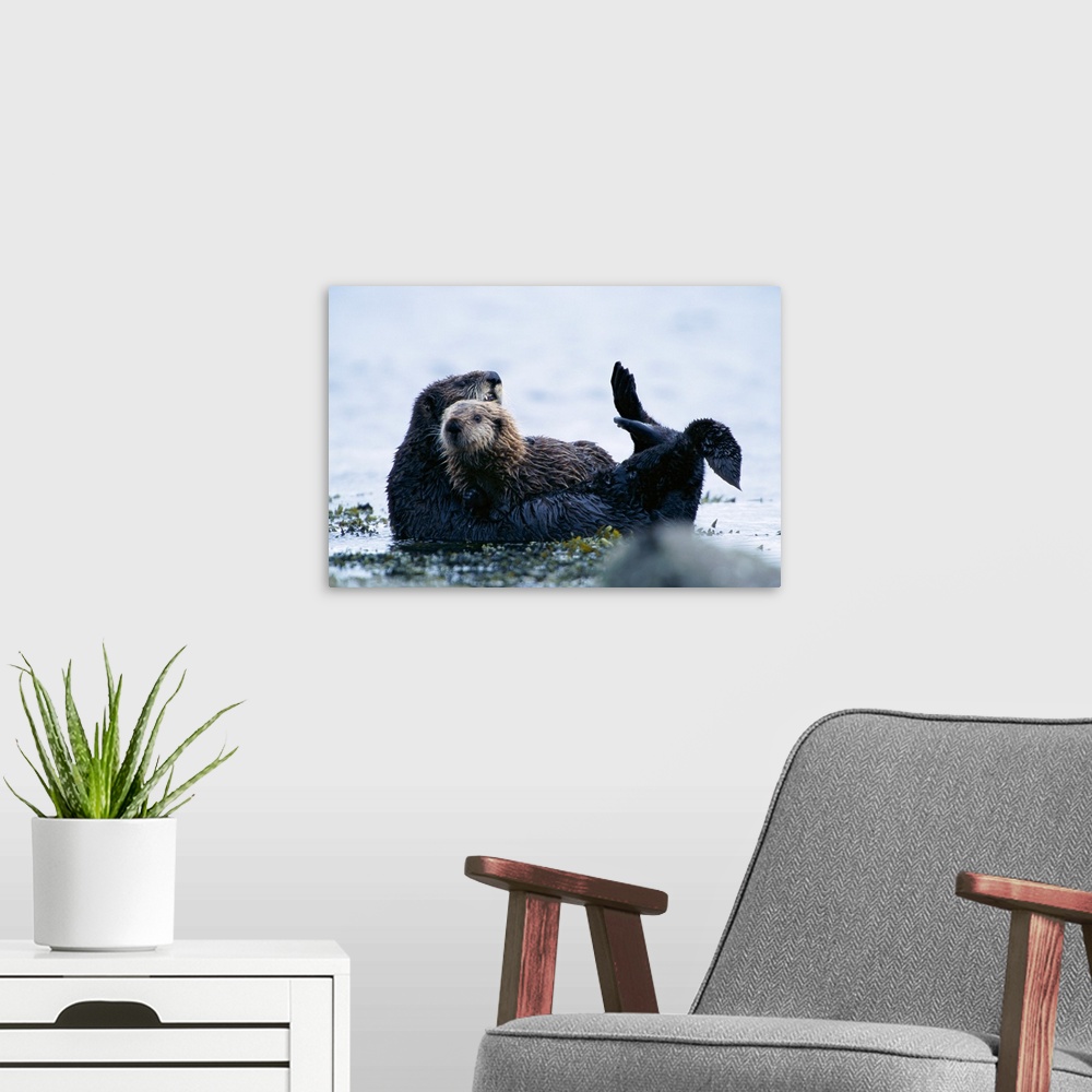A modern room featuring A sea otter and pup off of Adak Island, Aleutian Islands, Alaska