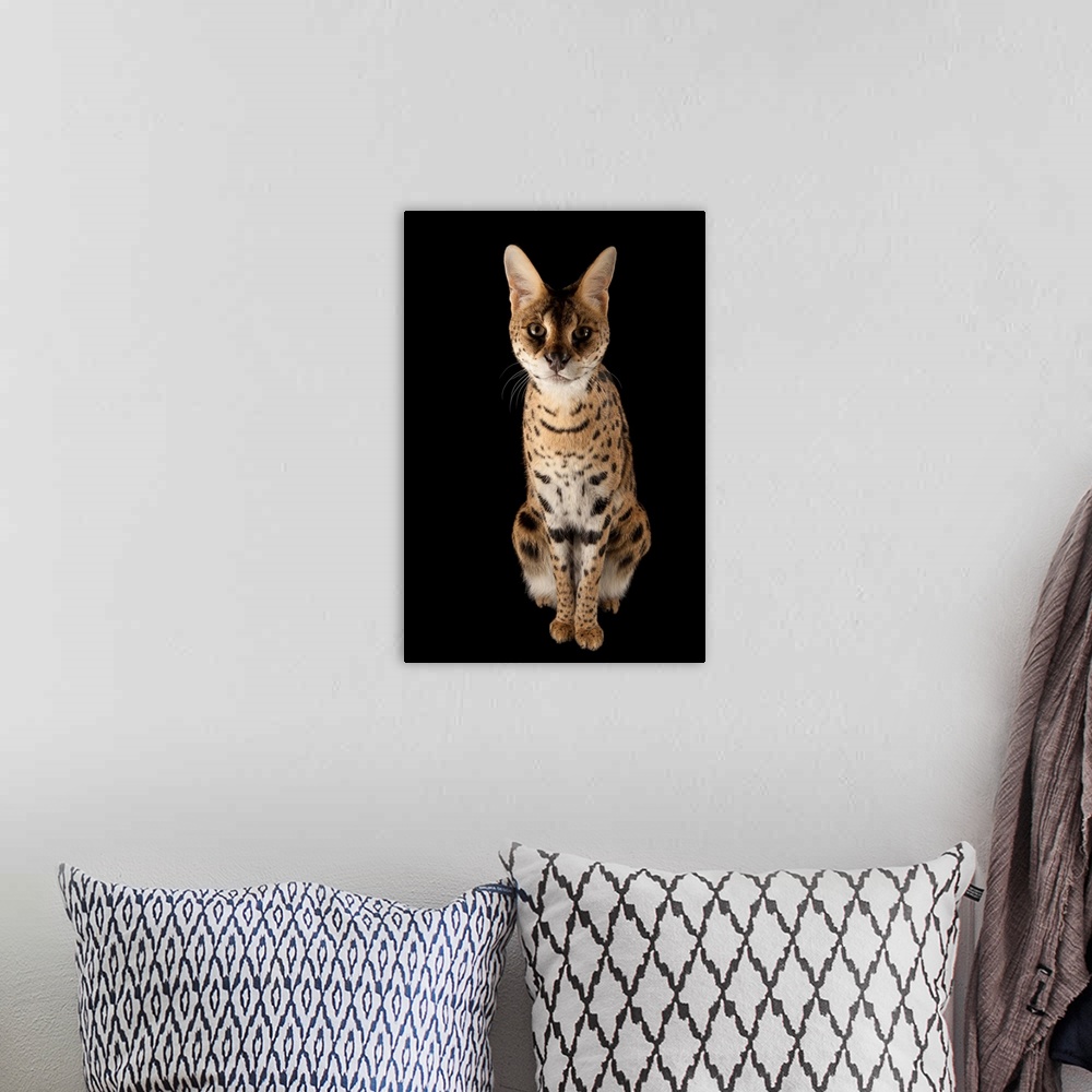 A bohemian room featuring A serval (Leptailurus serval) named 'Kenya' at the Fort Worth Zoo.