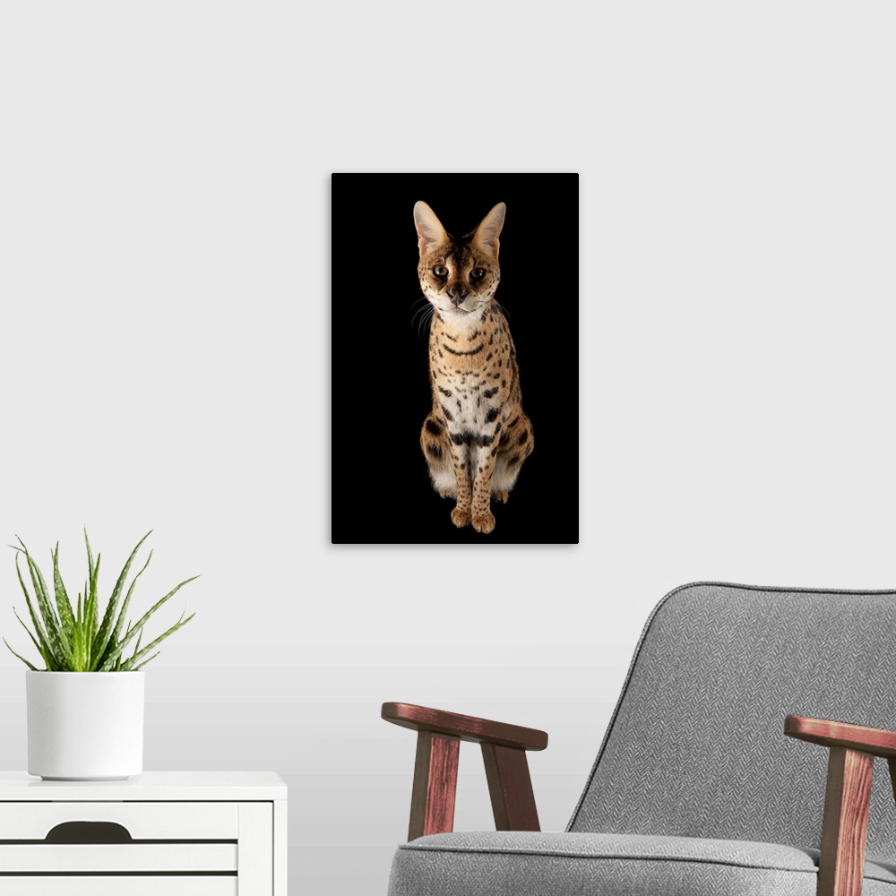 A modern room featuring A serval (Leptailurus serval) named 'Kenya' at the Fort Worth Zoo.