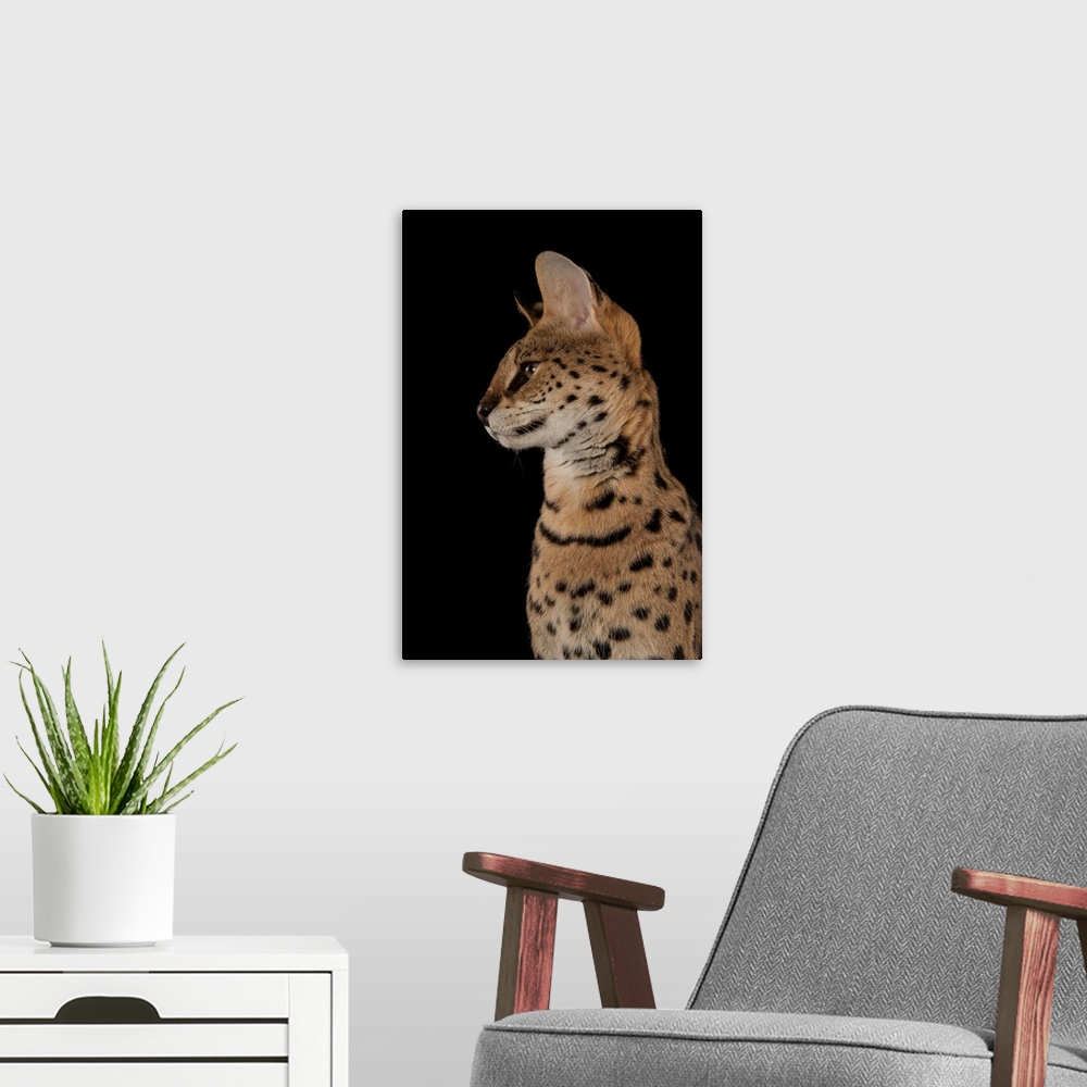 A modern room featuring A serval, Leptailurus serval, at the Fort Worth Zoo.