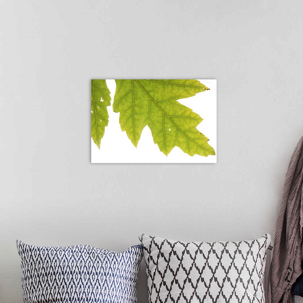 A bohemian room featuring A silver maple leaf
