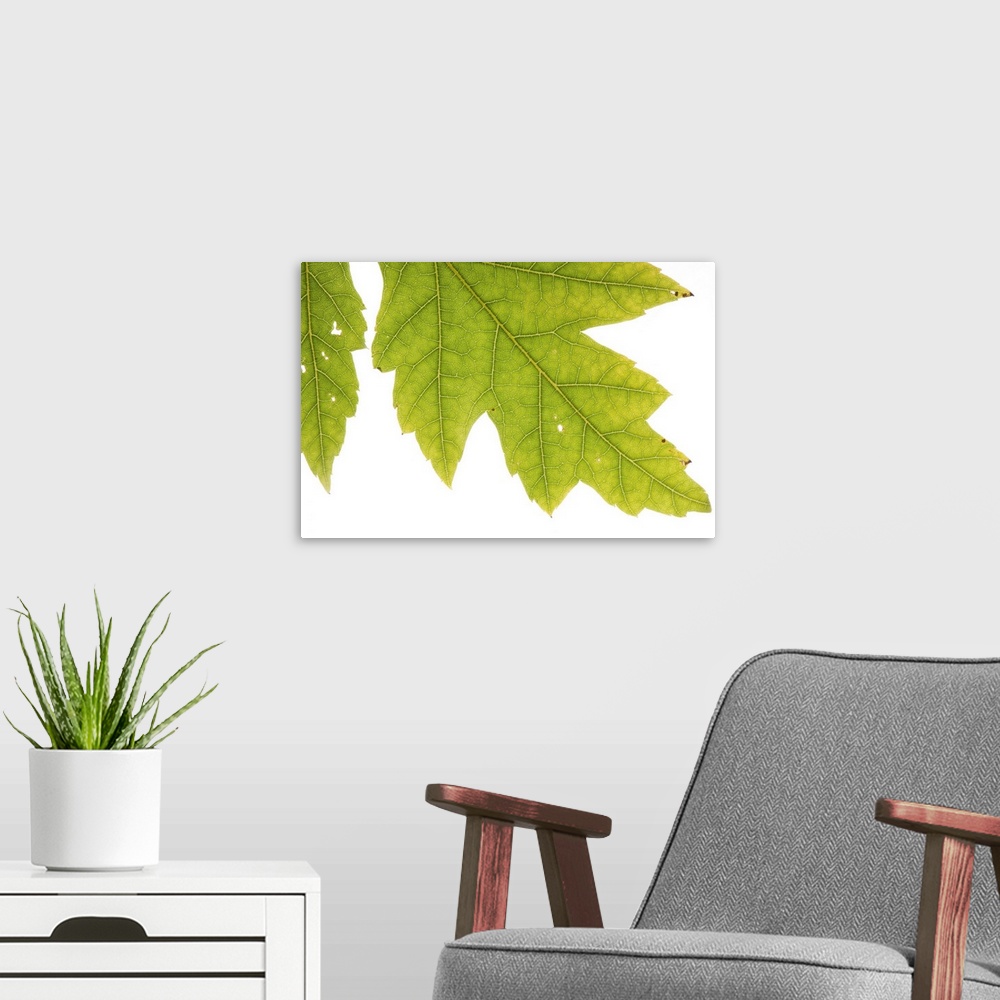 A modern room featuring A silver maple leaf