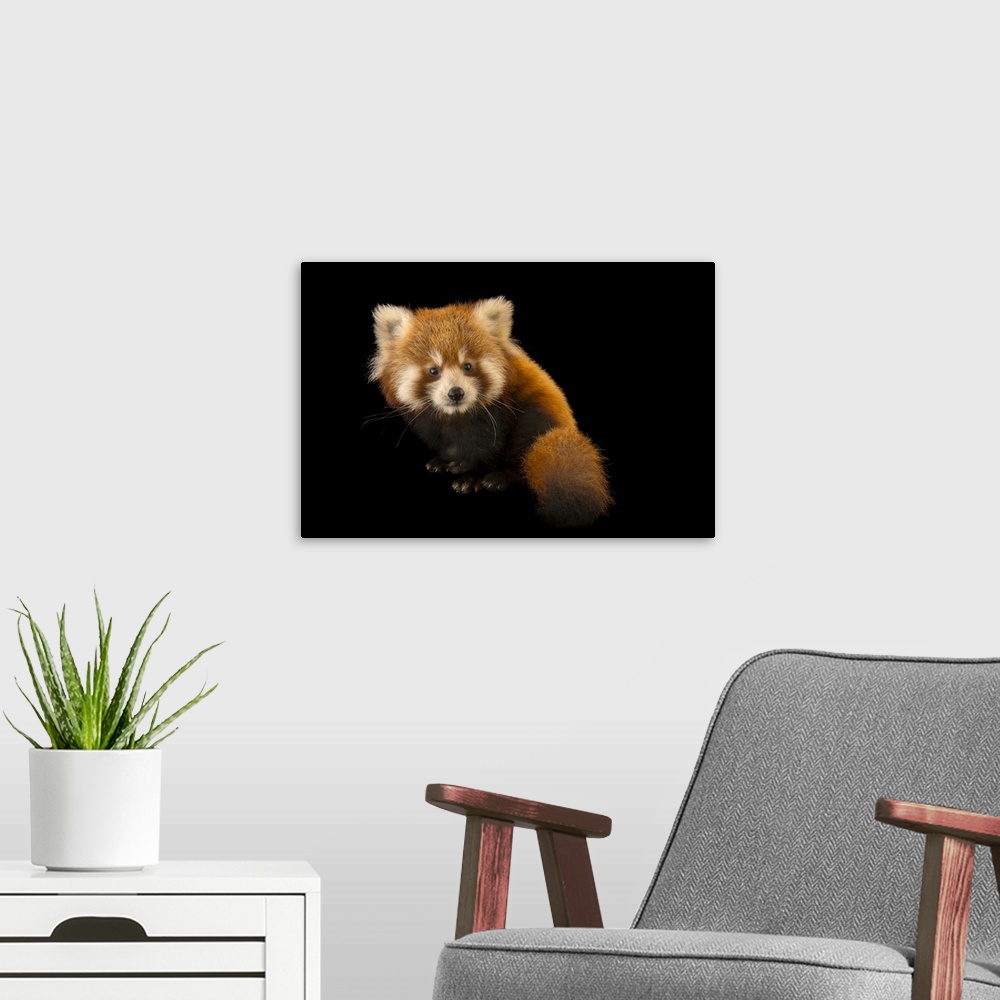 A modern room featuring A six-month-old red panda (Ailurus fulgens fulgens) named Cinnamon at the Virginia Zoo.