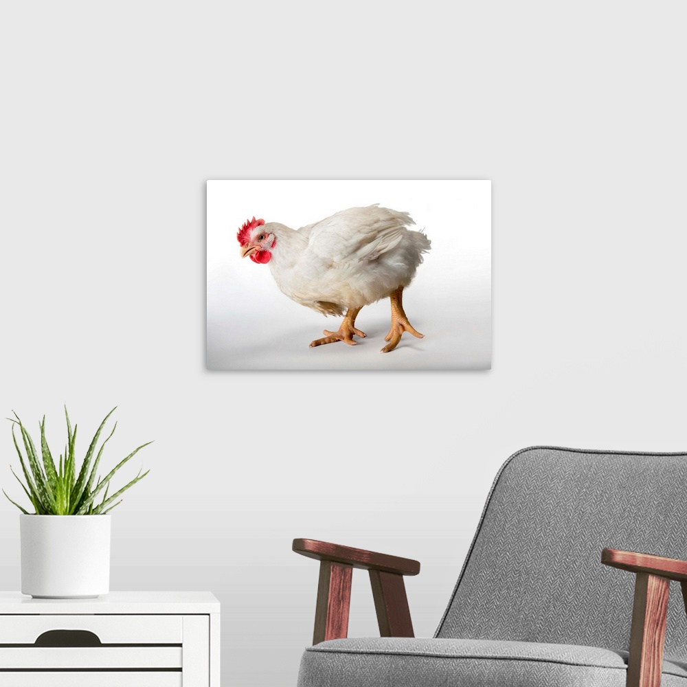 A modern room featuring A six-week-old broiler rooster at a commercial chicken farm