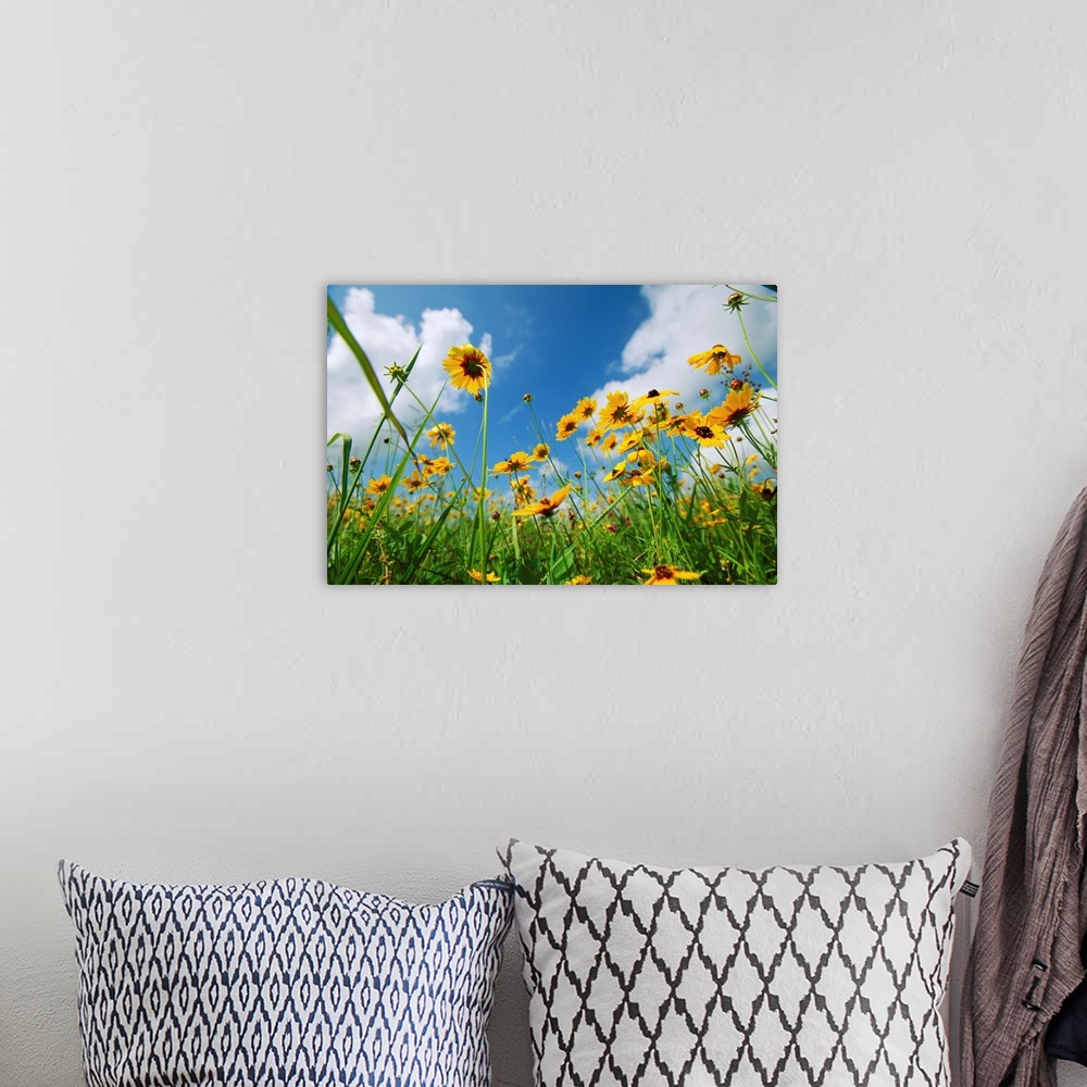 A bohemian room featuring A skyward view of coreopsis flowers in a Texas field.