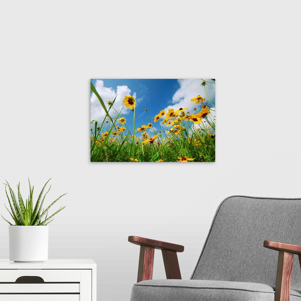 A modern room featuring A skyward view of coreopsis flowers in a Texas field.