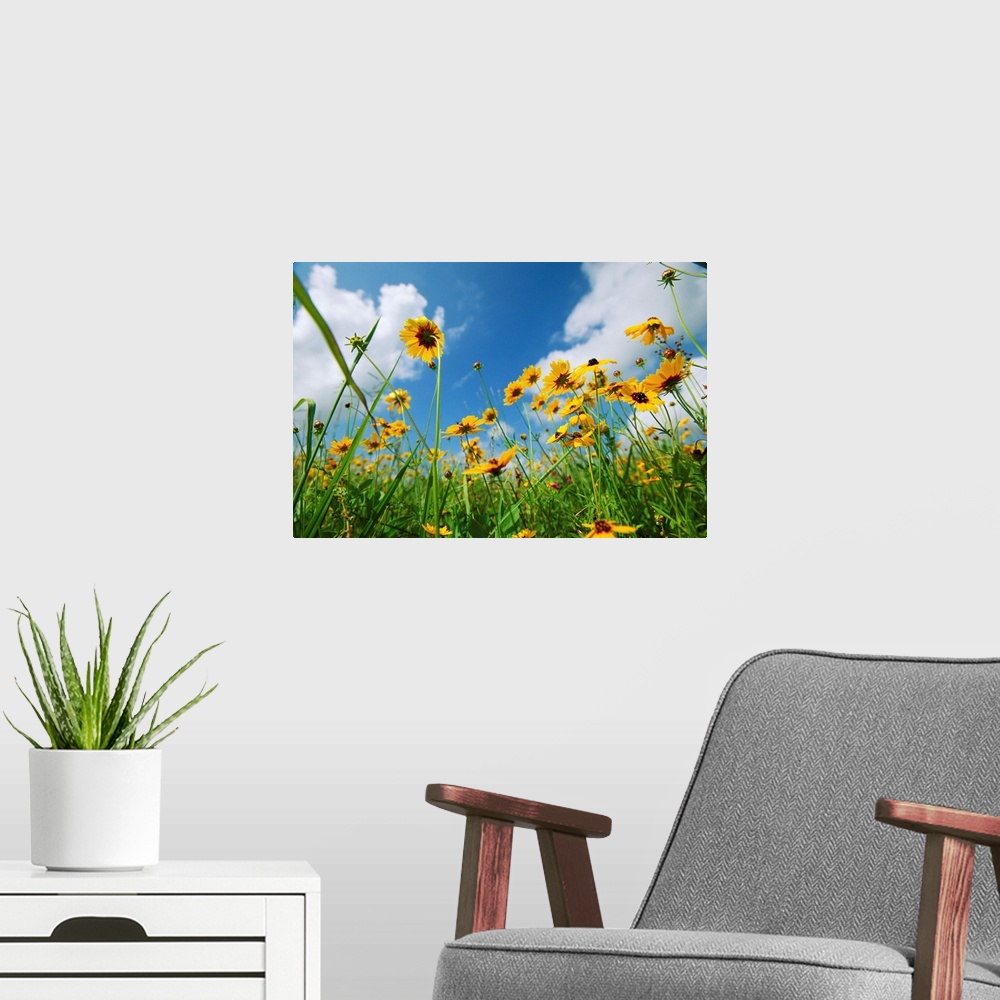 A modern room featuring A skyward view of coreopsis flowers in a Texas field.