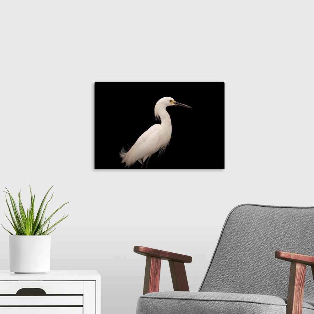 A modern room featuring Snowy egret (Egretta thula) at the Lincoln Children's Zoo.