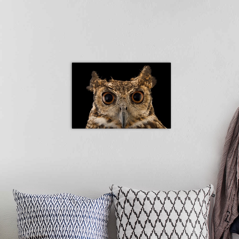 A bohemian room featuring A South American great horned owl, Bubo virginianus nacurutu, at Parque Jaime Duque.