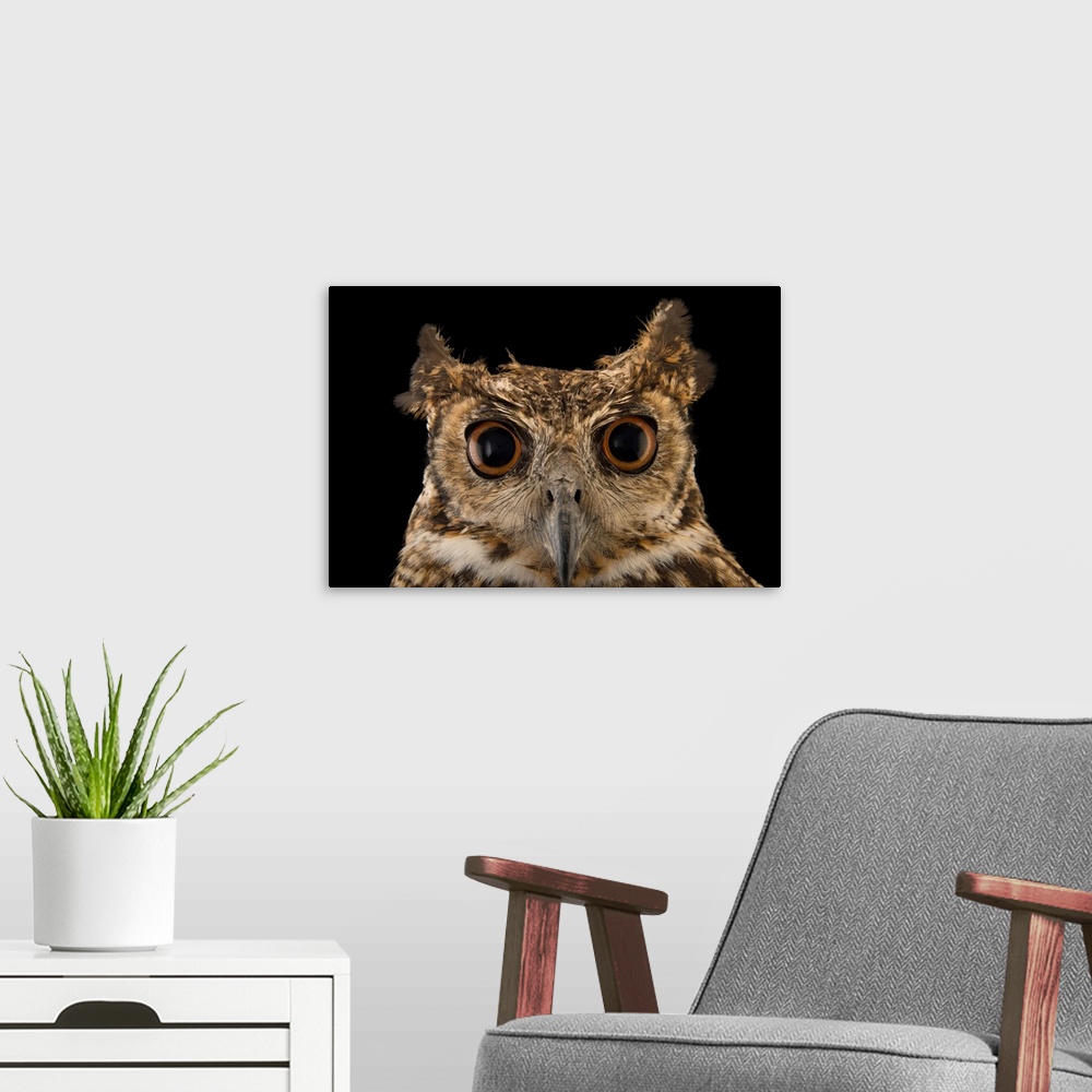 A modern room featuring A South American great horned owl, Bubo virginianus nacurutu, at Parque Jaime Duque.
