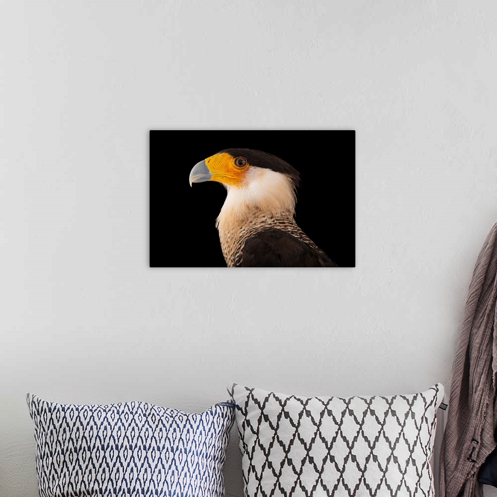 A bohemian room featuring A southern crested caracara, Polyborus plancus, at the Gladys Porter Zoo in Brownsville, Texas.