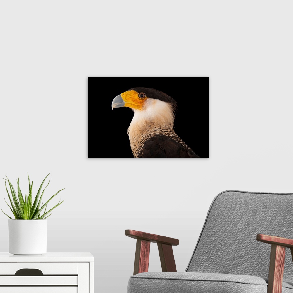 A modern room featuring A southern crested caracara, Polyborus plancus, at the Gladys Porter Zoo in Brownsville, Texas.