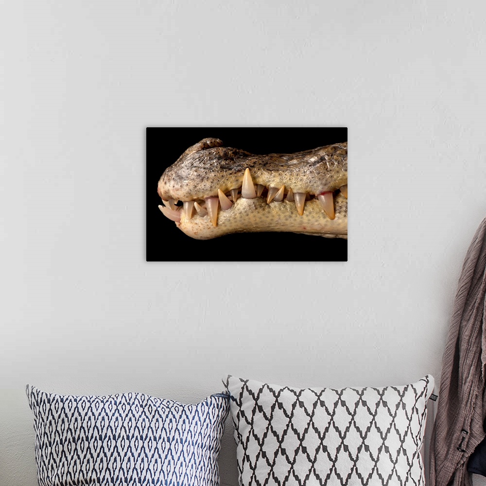 A bohemian room featuring A spectacled caiman, Caiman crocodilus.