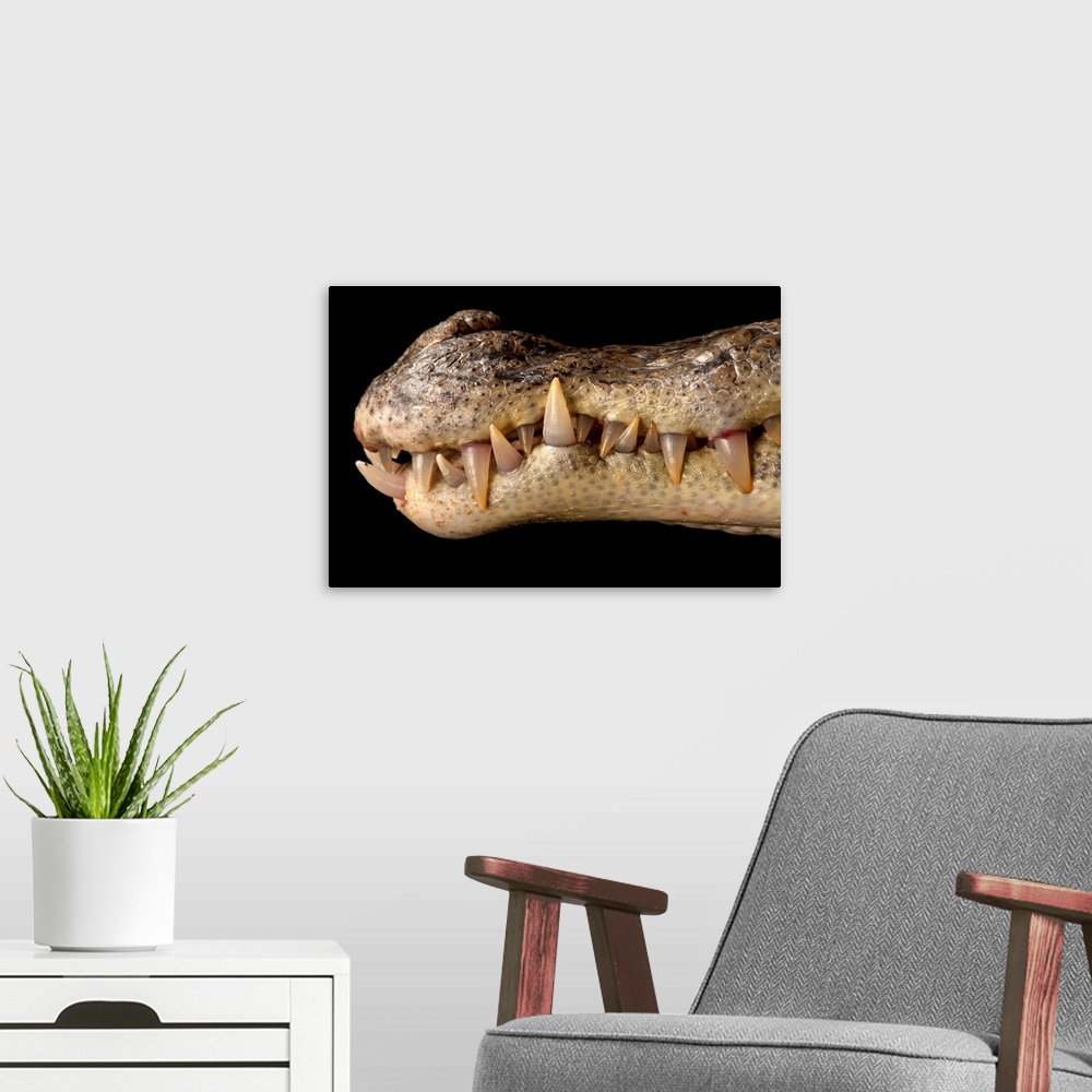 A modern room featuring A spectacled caiman, Caiman crocodilus.