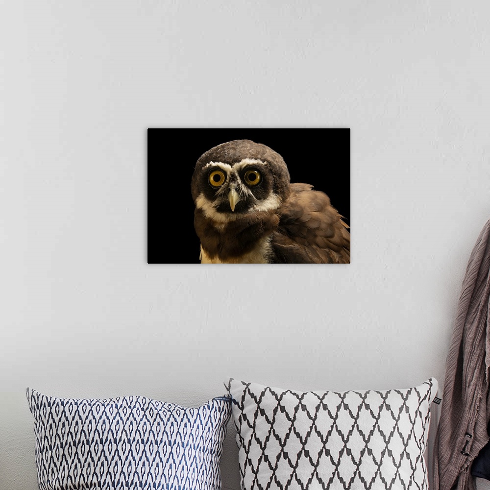 A bohemian room featuring A spectacled owl (Pulsatrix perspicillata perspicillata) at the Quistococha Zoo in Iquitos, Peru.
