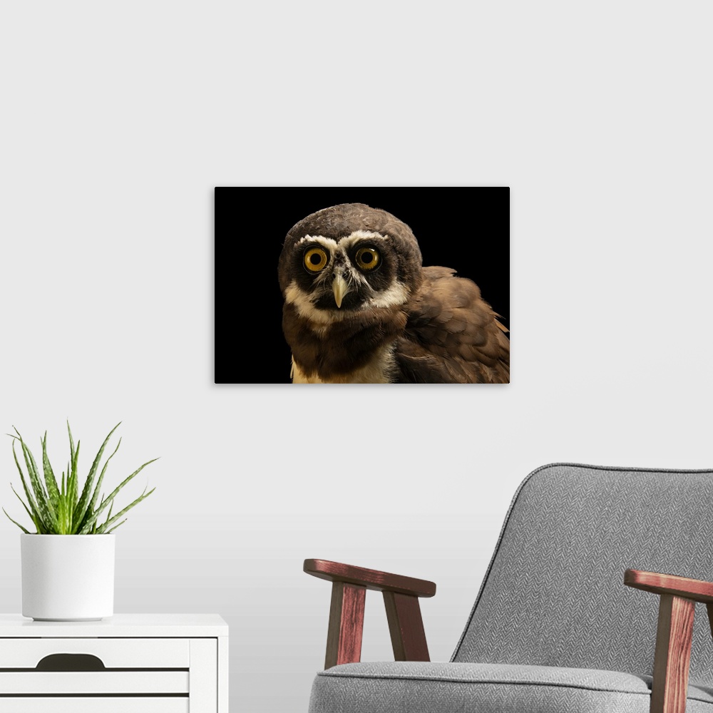 A modern room featuring A spectacled owl (Pulsatrix perspicillata perspicillata) at the Quistococha Zoo in Iquitos, Peru.