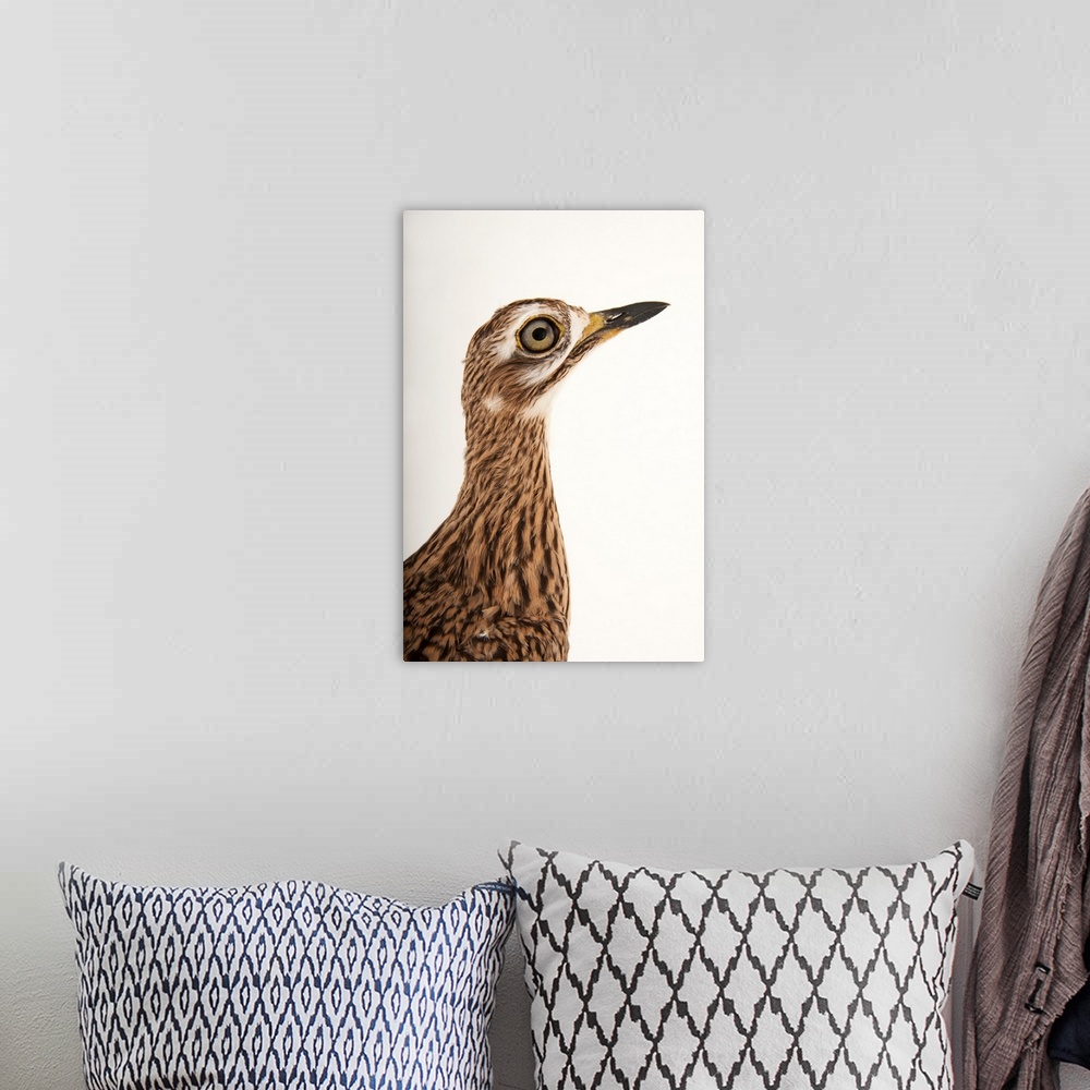 A bohemian room featuring A spotted thick-knee, Burhinus capensis.