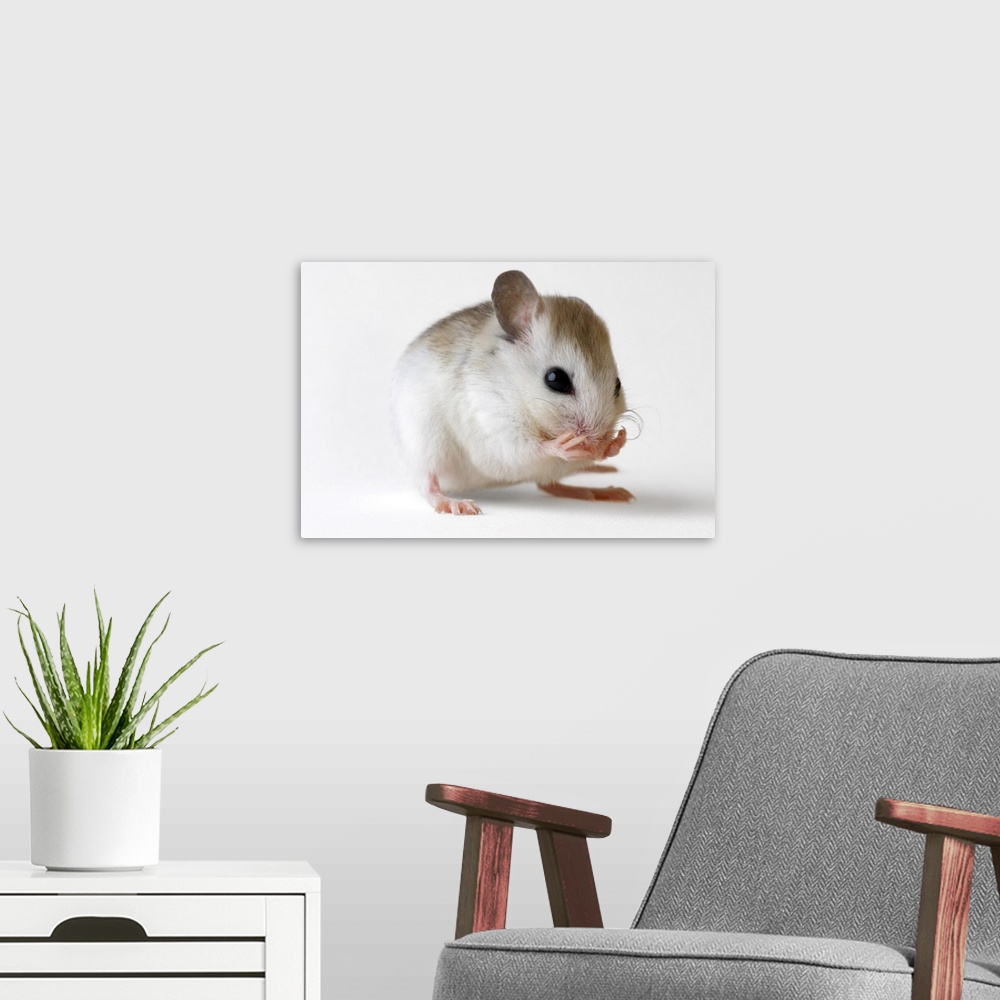 A modern room featuring A St. Andrew beach mouse (Peromyscus polionotus peninsularis), a federally endangered rodent, in ...
