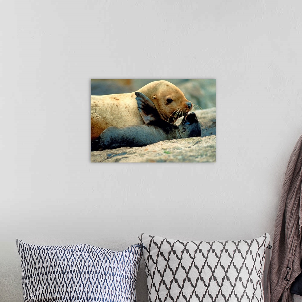 A bohemian room featuring A Steller sea lion exchanges a kiss with her pup, Lowrie Island, Forrester Island National Wildli...