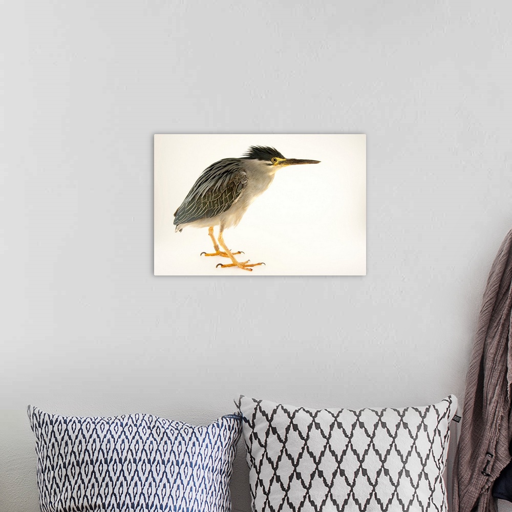 A bohemian room featuring A striated heron, Butorides striatus, at the Plzen Zoo.
