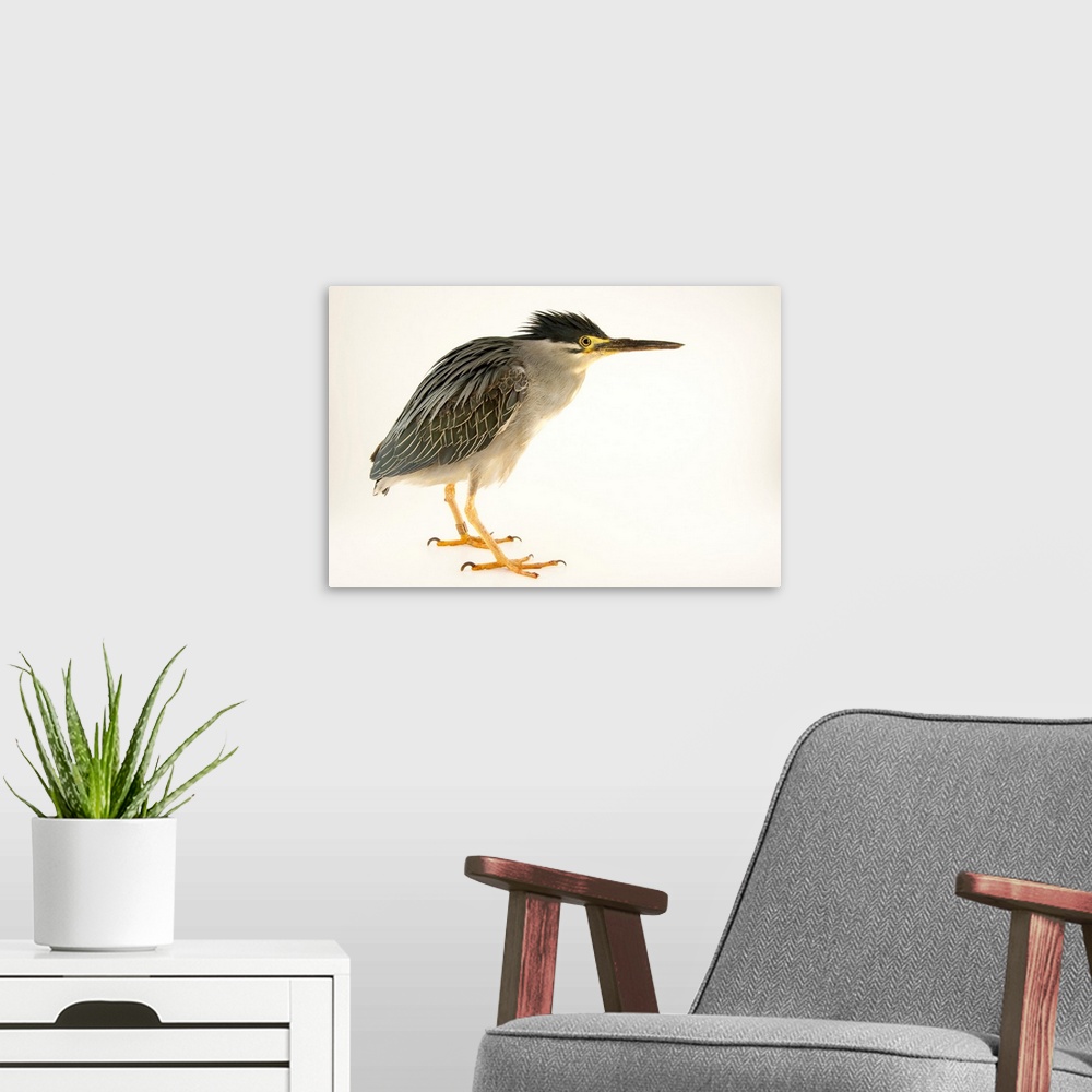 A modern room featuring A striated heron, Butorides striatus, at the Plzen Zoo.