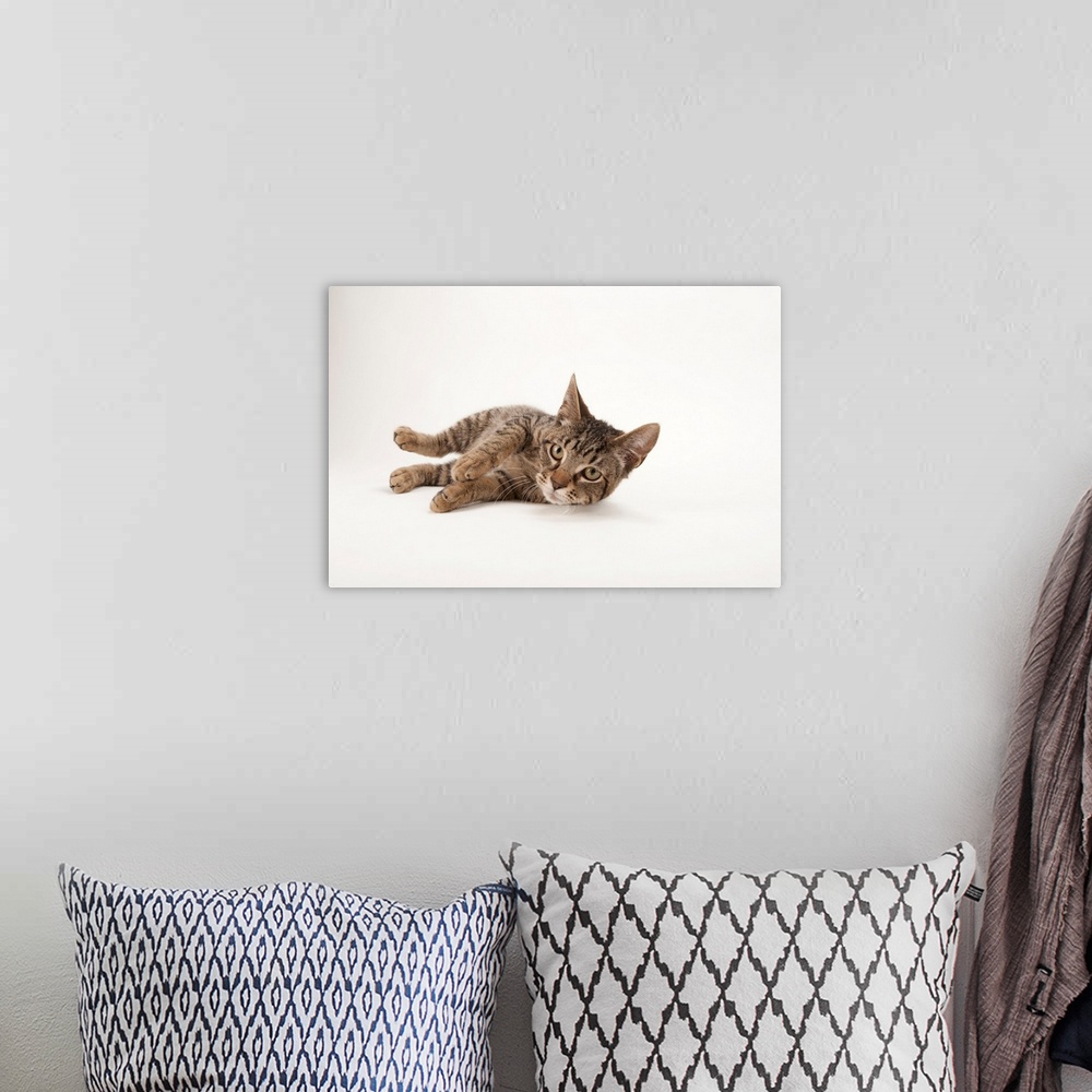 A bohemian room featuring A studio portrait of a brown tabby cat named Downtown.