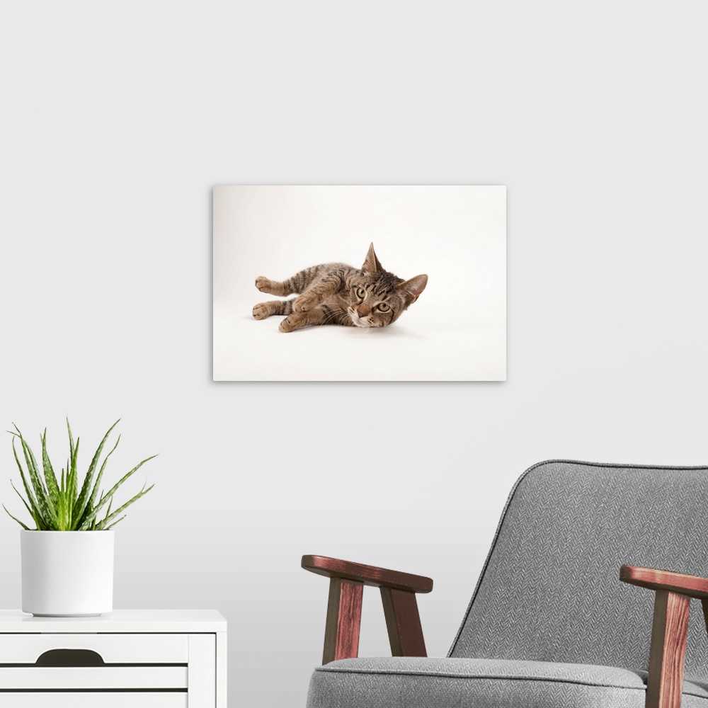 A modern room featuring A studio portrait of a brown tabby cat named Downtown.