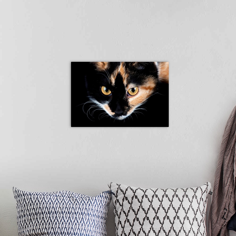A bohemian room featuring A studio portrait of a calico cat named Cassie.