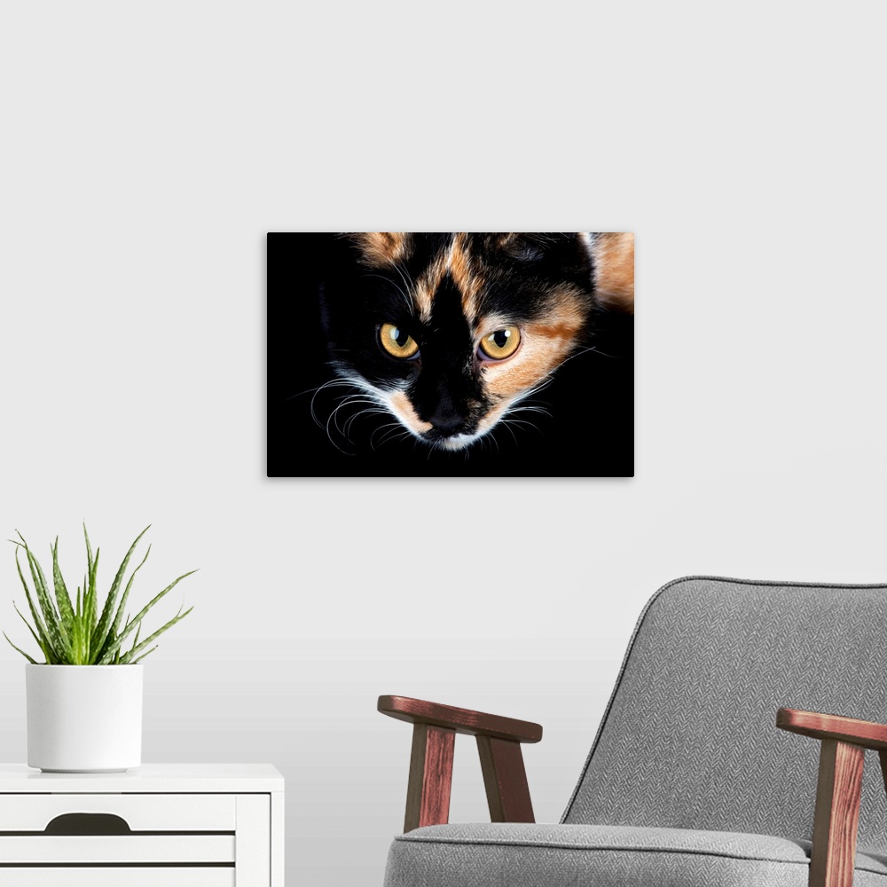 A modern room featuring A studio portrait of a calico cat named Cassie.