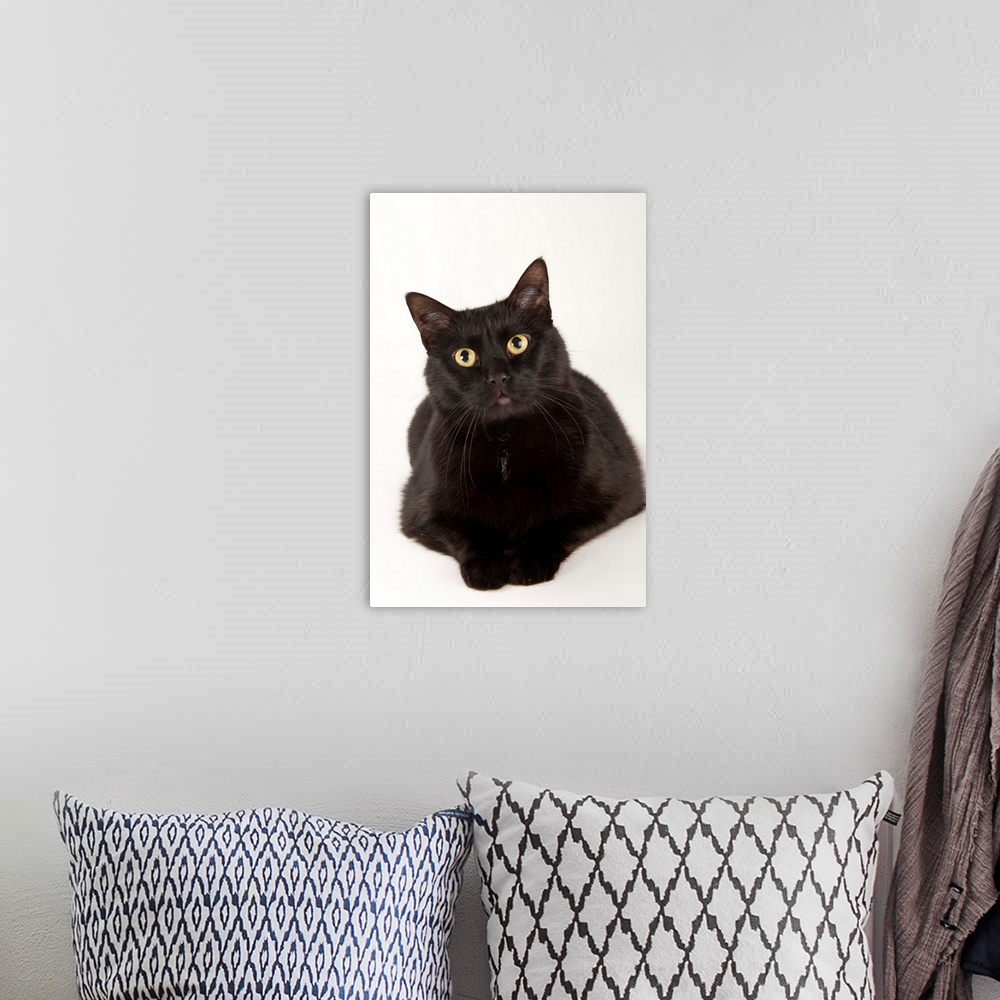 A bohemian room featuring A studio portrait of a cat named Amadeus Wolfgang Meowzart.