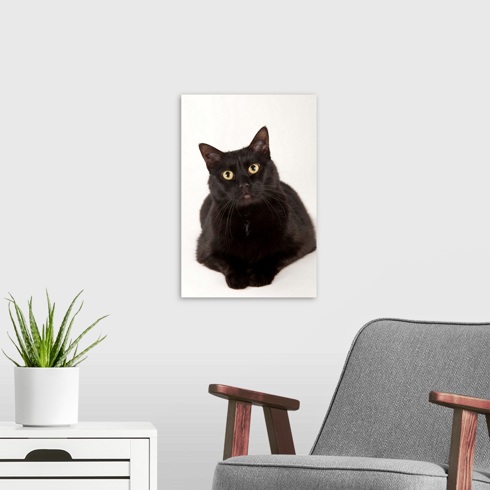 A modern room featuring A studio portrait of a cat named Amadeus Wolfgang Meowzart.