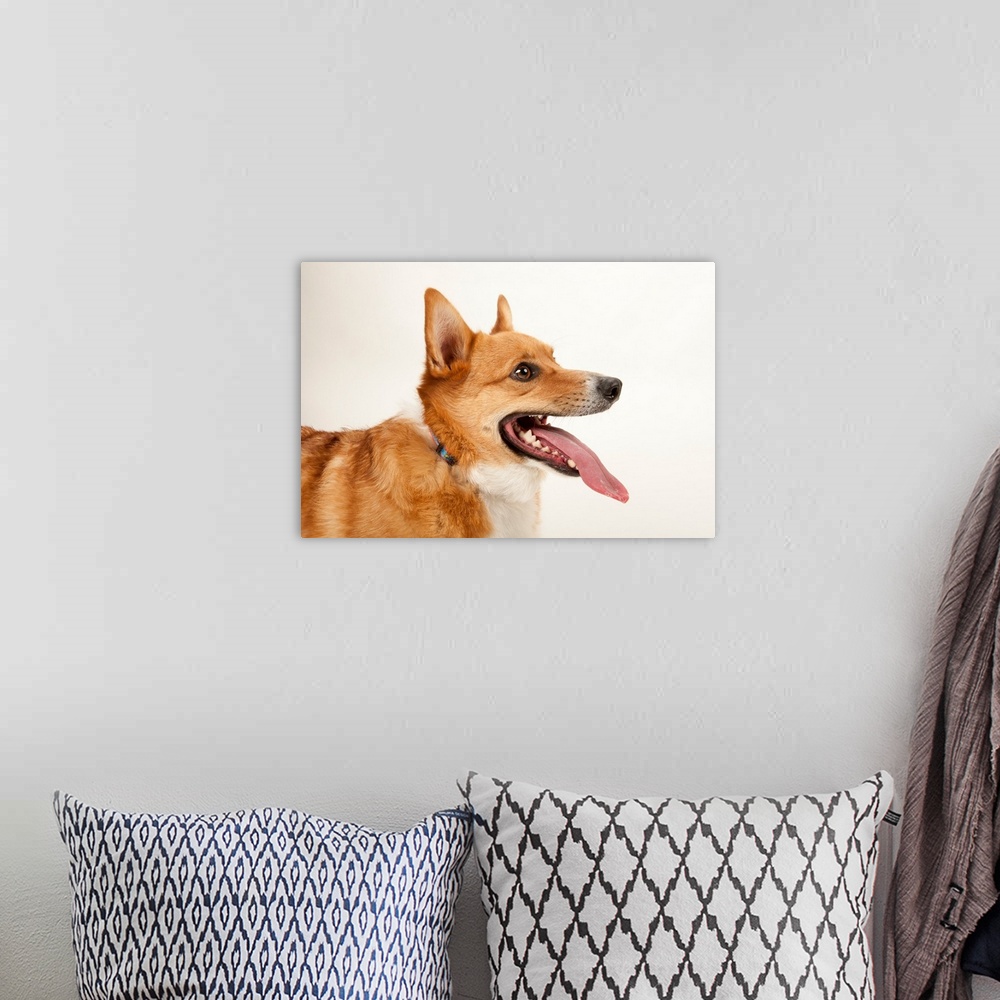 A bohemian room featuring A studio portrait of a corgi dog named Rusty.