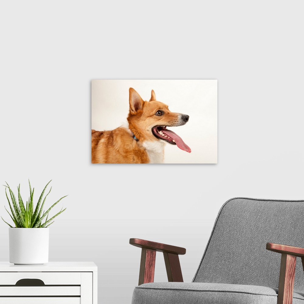 A modern room featuring A studio portrait of a corgi dog named Rusty.