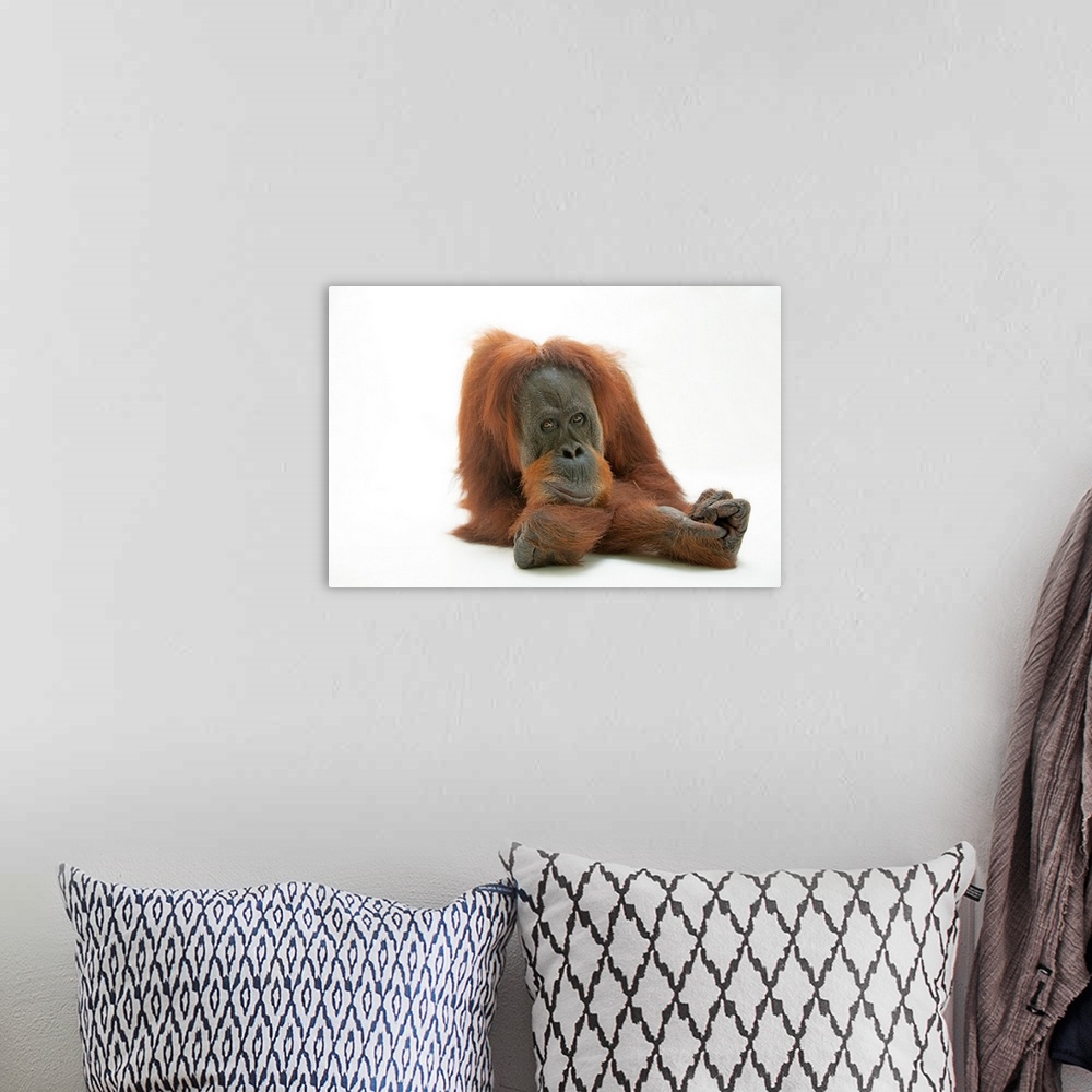 A bohemian room featuring A studio portrait of a critically endangered Sumatran orangutan, Pongo abelii.