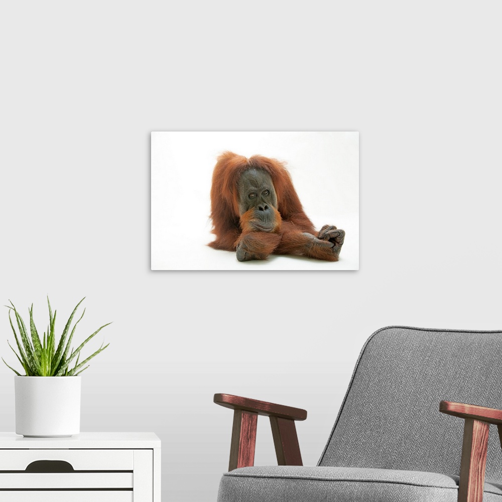 A modern room featuring A studio portrait of a critically endangered Sumatran orangutan, Pongo abelii.