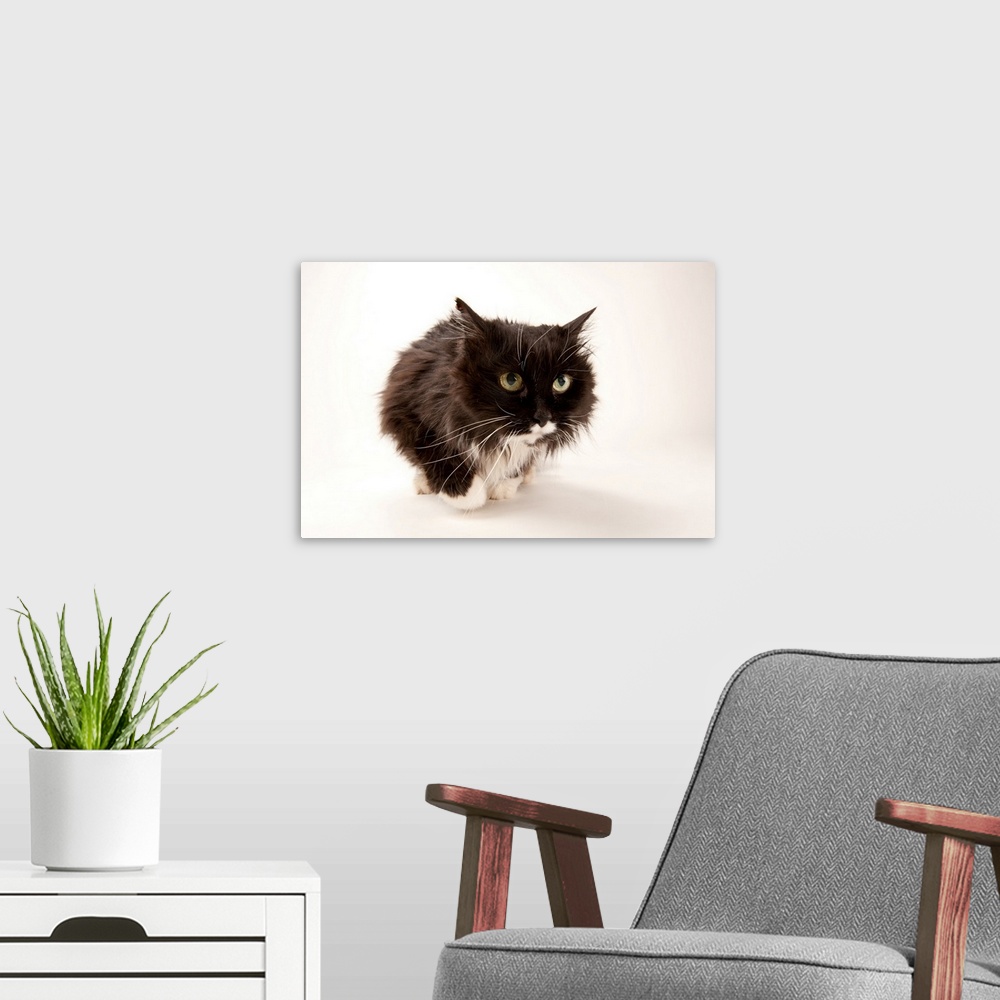 A modern room featuring A studio portrait of a domestic house cat.
