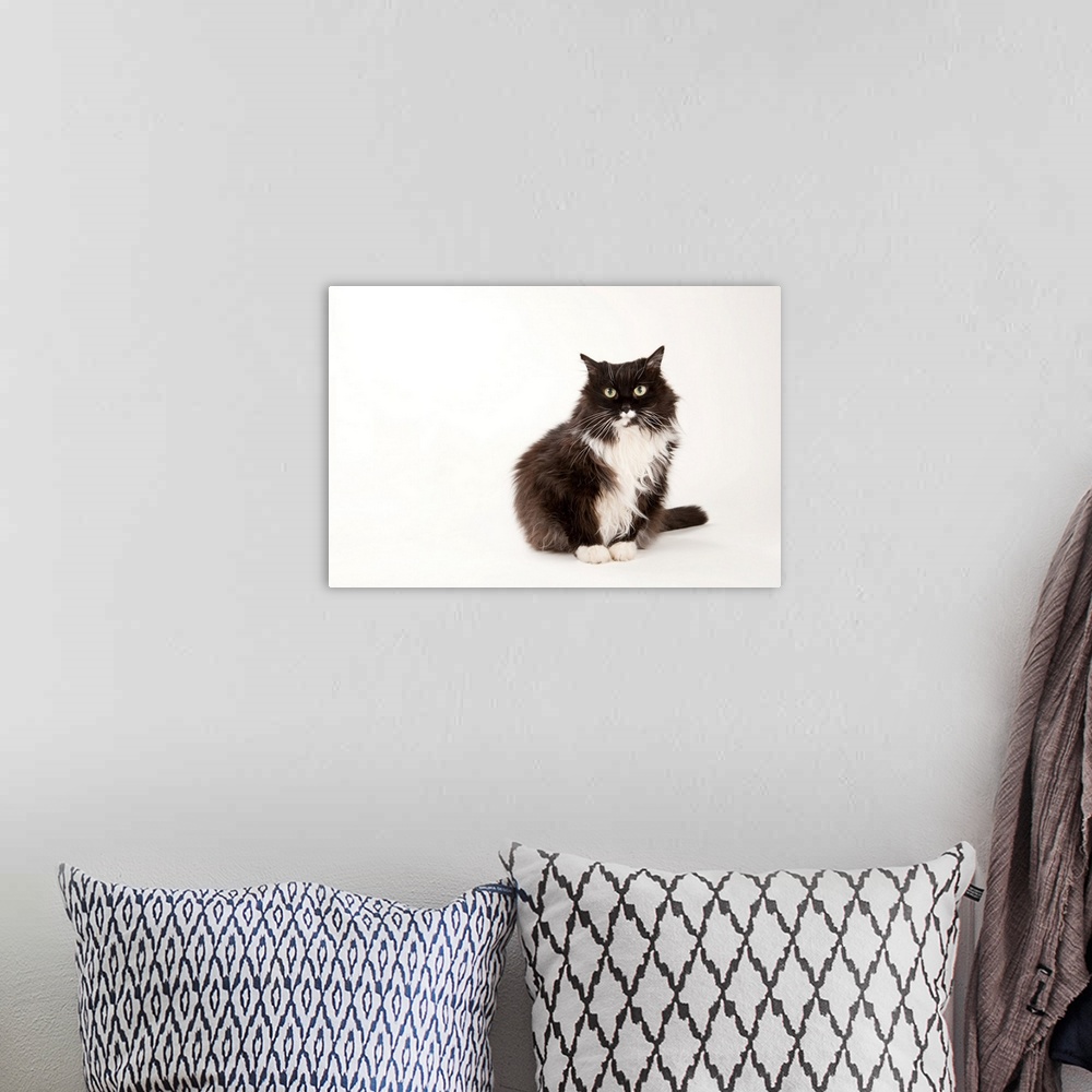 A bohemian room featuring A studio portrait of a domestic house cat.