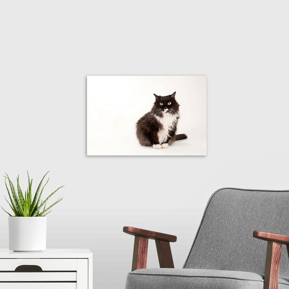 A modern room featuring A studio portrait of a domestic house cat.